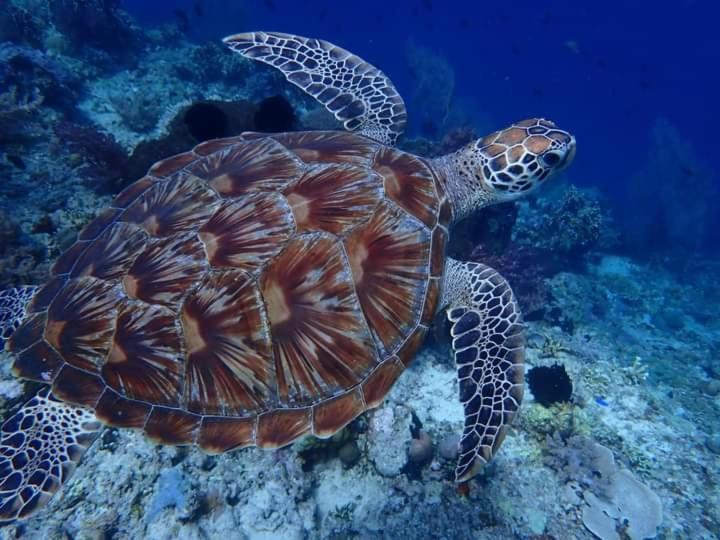 Umah Kayu 2-Menjangan Homestay バニュウェダン エクステリア 写真