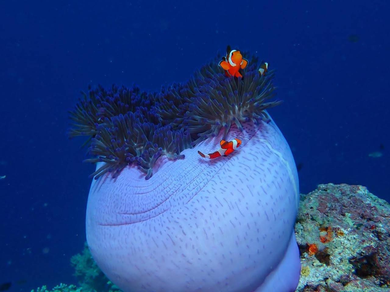 Umah Kayu 2-Menjangan Homestay バニュウェダン エクステリア 写真