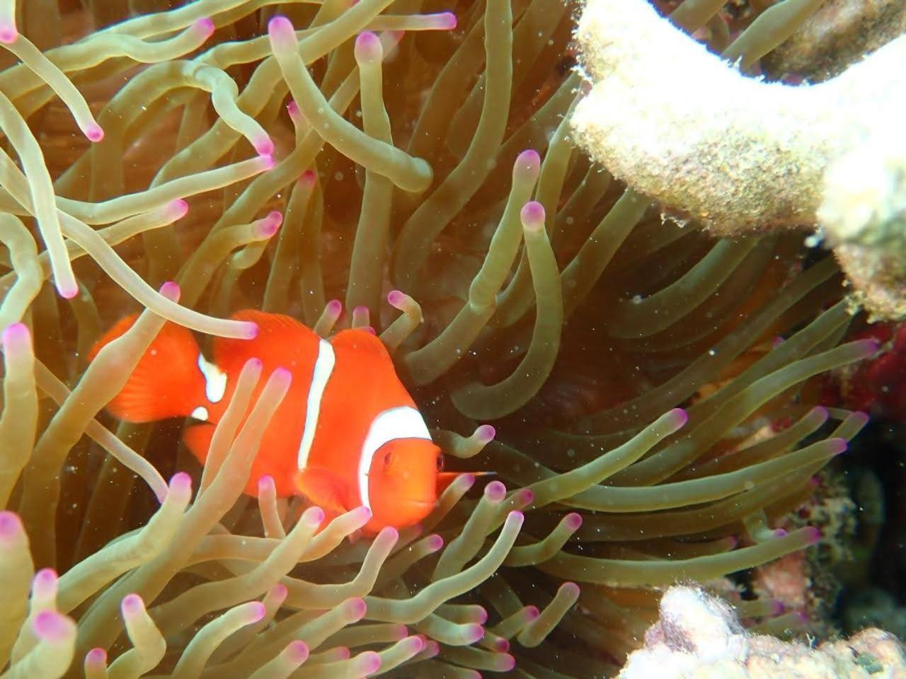 Umah Kayu 2-Menjangan Homestay バニュウェダン エクステリア 写真