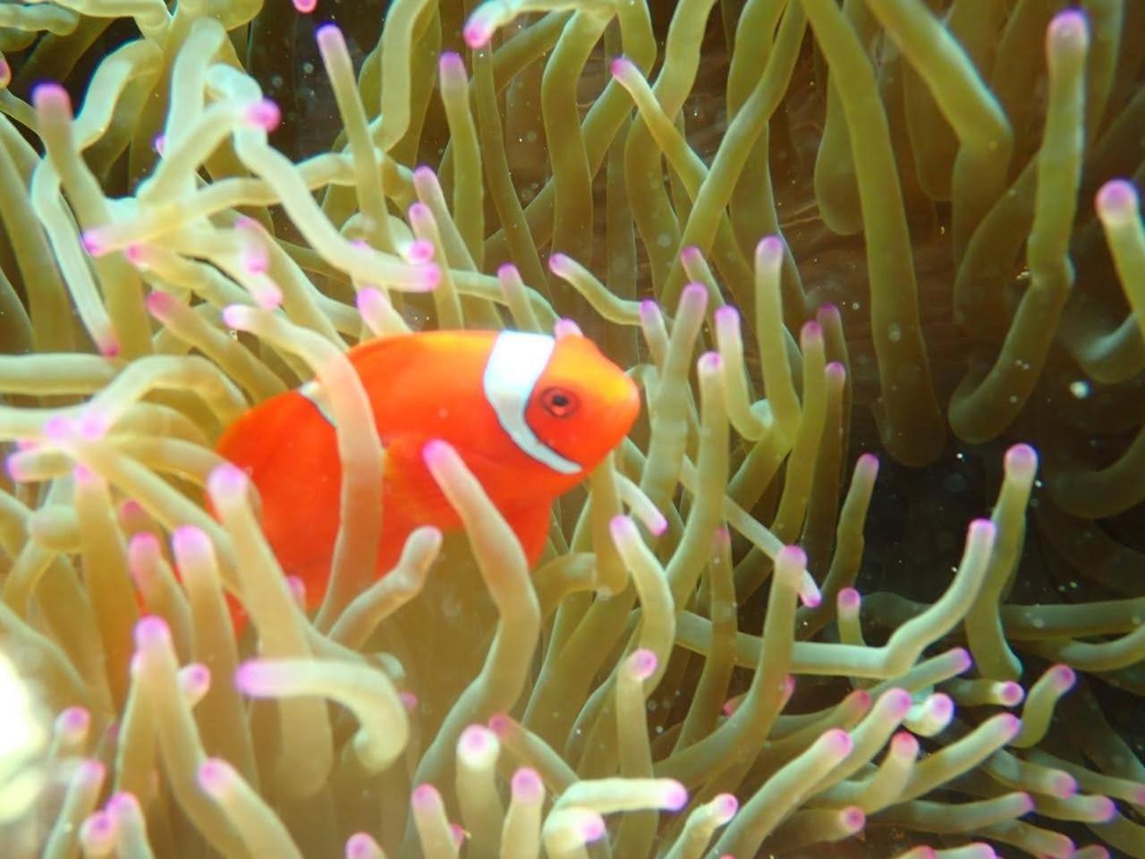 Umah Kayu 2-Menjangan Homestay バニュウェダン エクステリア 写真