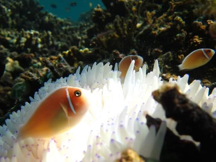 Umah Kayu 2-Menjangan Homestay バニュウェダン エクステリア 写真