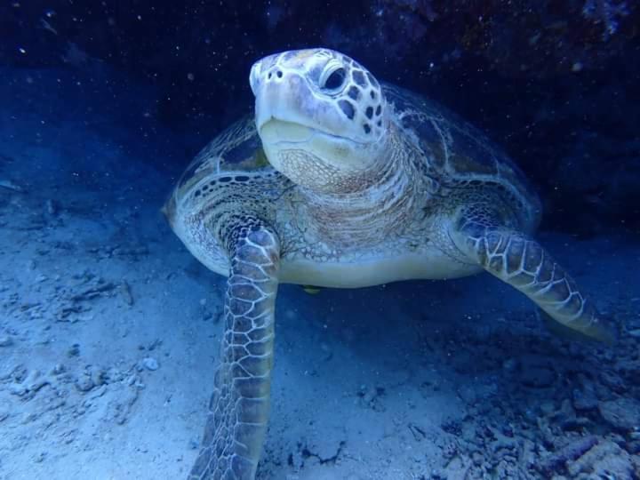 Umah Kayu 2-Menjangan Homestay バニュウェダン エクステリア 写真